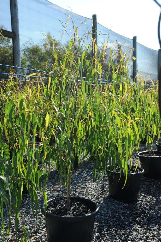 Grafted Dwarf Citriodora,corymbia sentuous