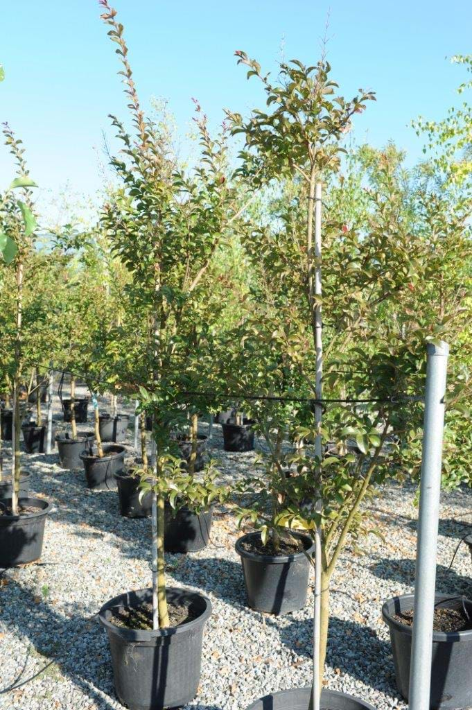 Lagerstroemia indica,pink Crepe Myrtle