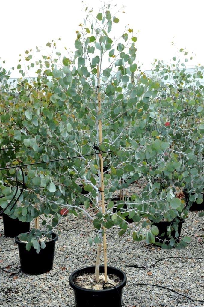 Eucalyptus Polyanthemos,Red Box