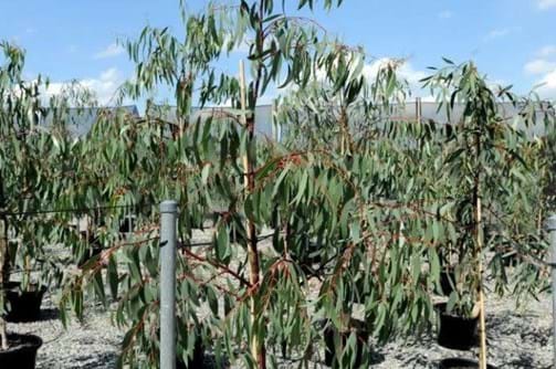 Eucalyptus Pauciflora
Snow Gum