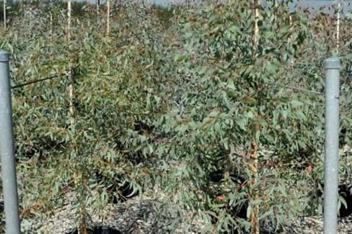 Eucalyptus Sideroxylon,Red Iron Bark