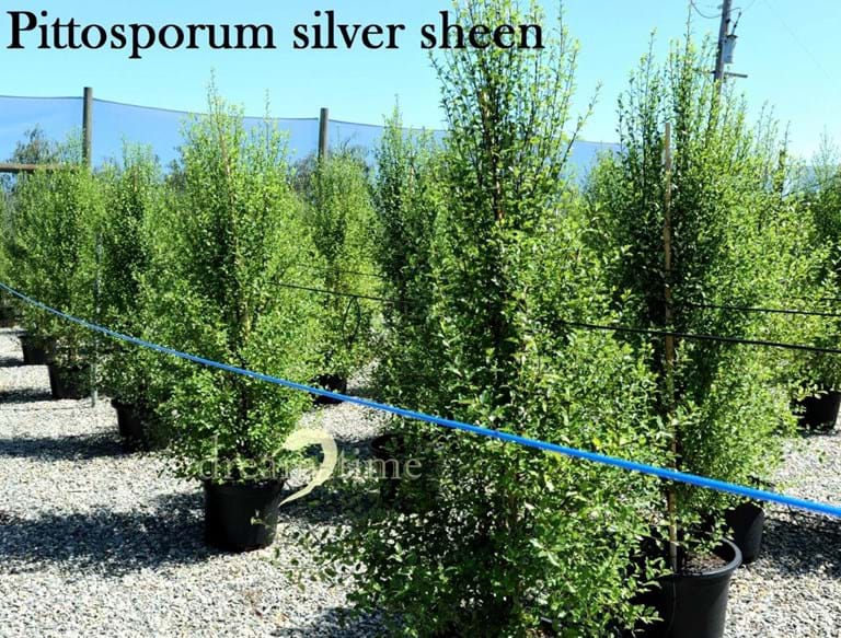 Pittosporum Silver Sheen,Silvery Leaves