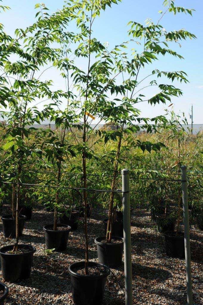 zelkova serrata,green vase