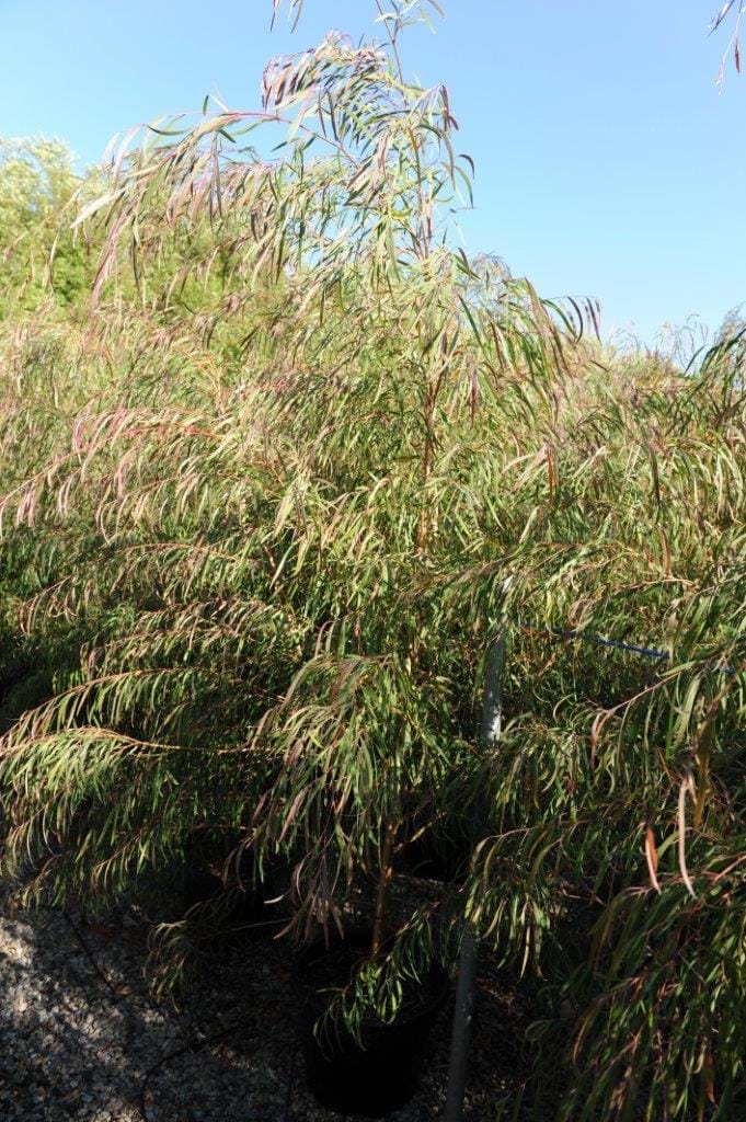 Agonis Burgundy,After Dark