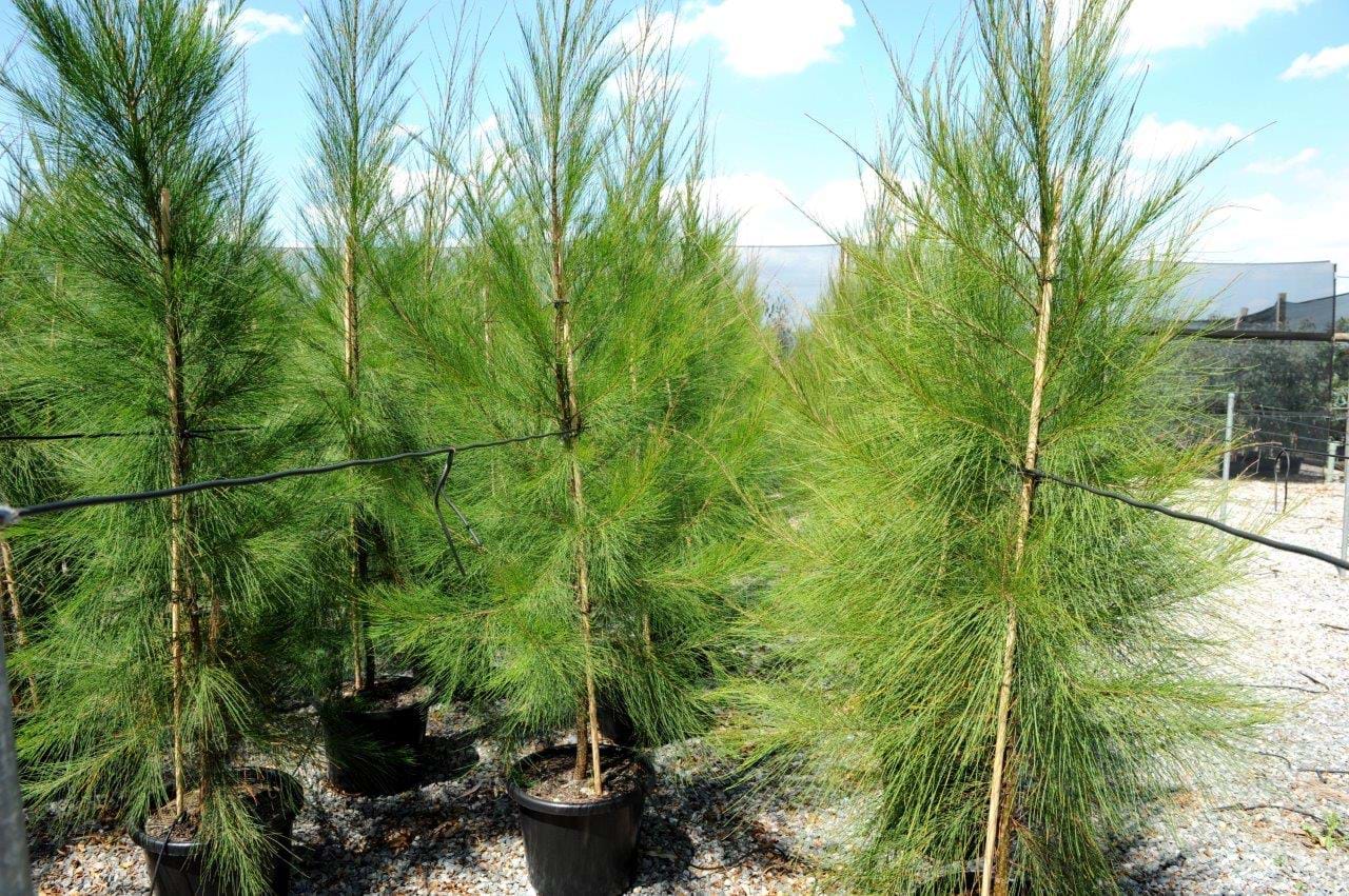 Allocasuarina Cunninghamiana River Sheoak