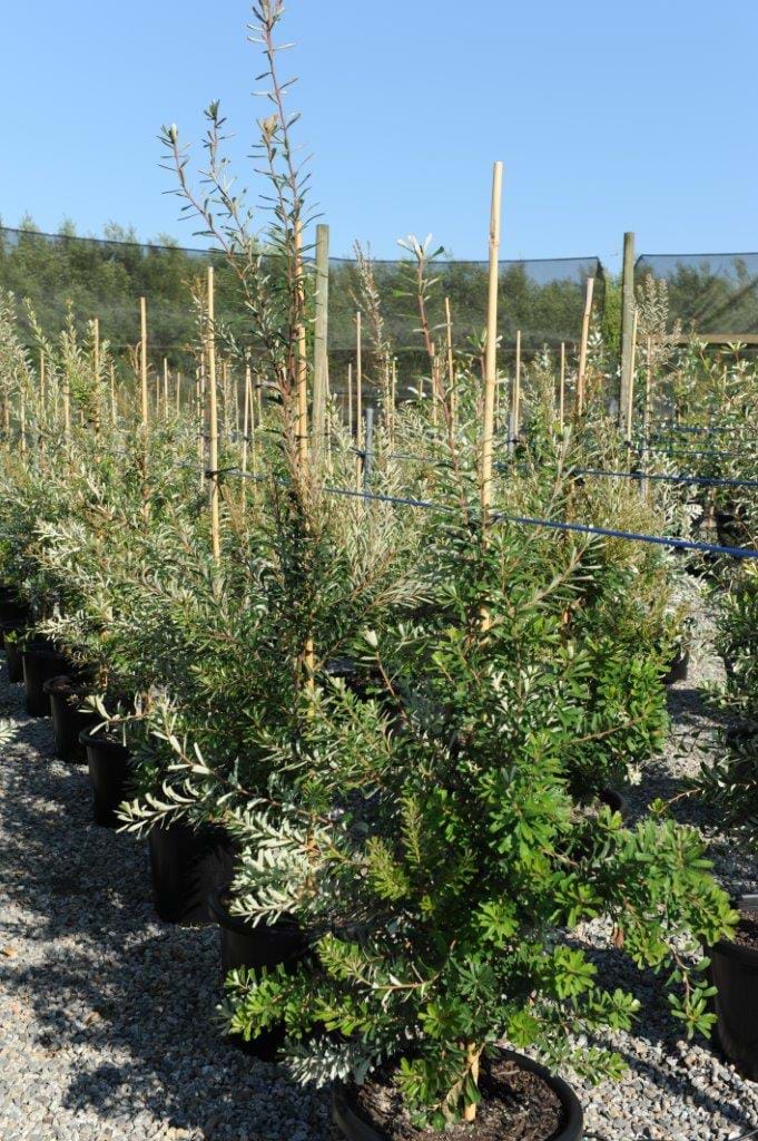 banksia marginata,silver banksia