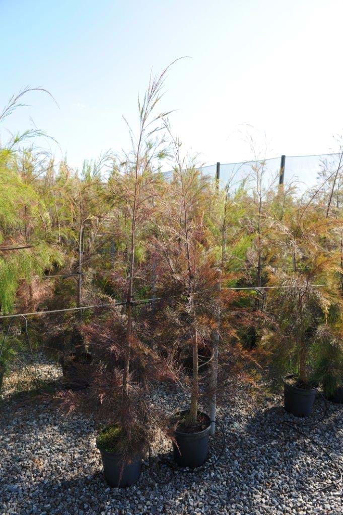 allocasuarina torulosa,forest sheoak