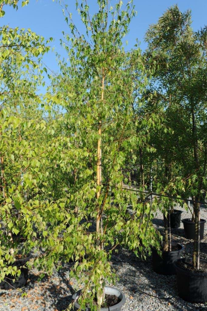 betula pendula dalecarlica,cut leaf birch