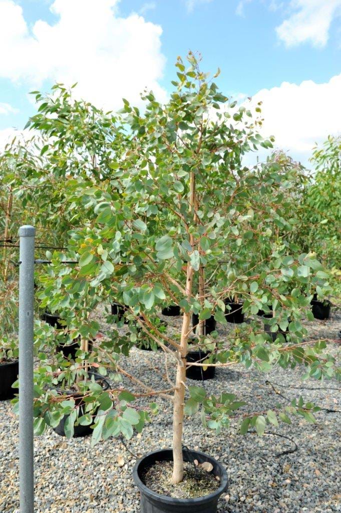 Eucalyptus Tereticornis forest red gum