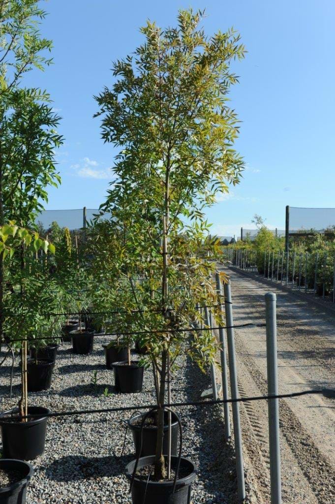 Fraxinus angustifolia,raywood,claret ash