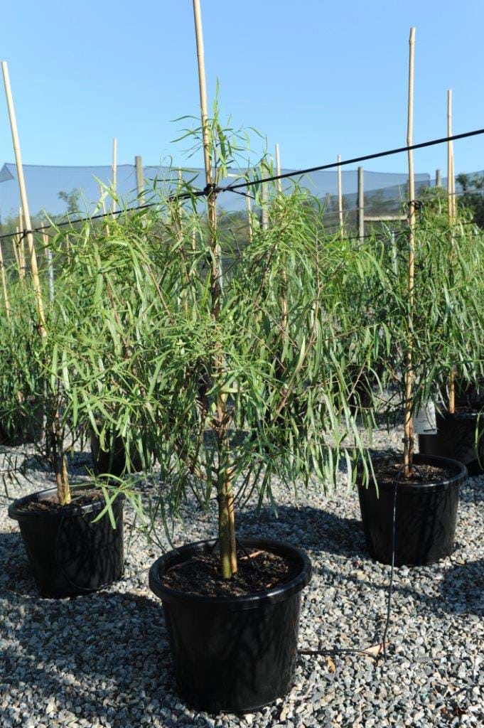 Geijera parviflora,wilga,Australian willow