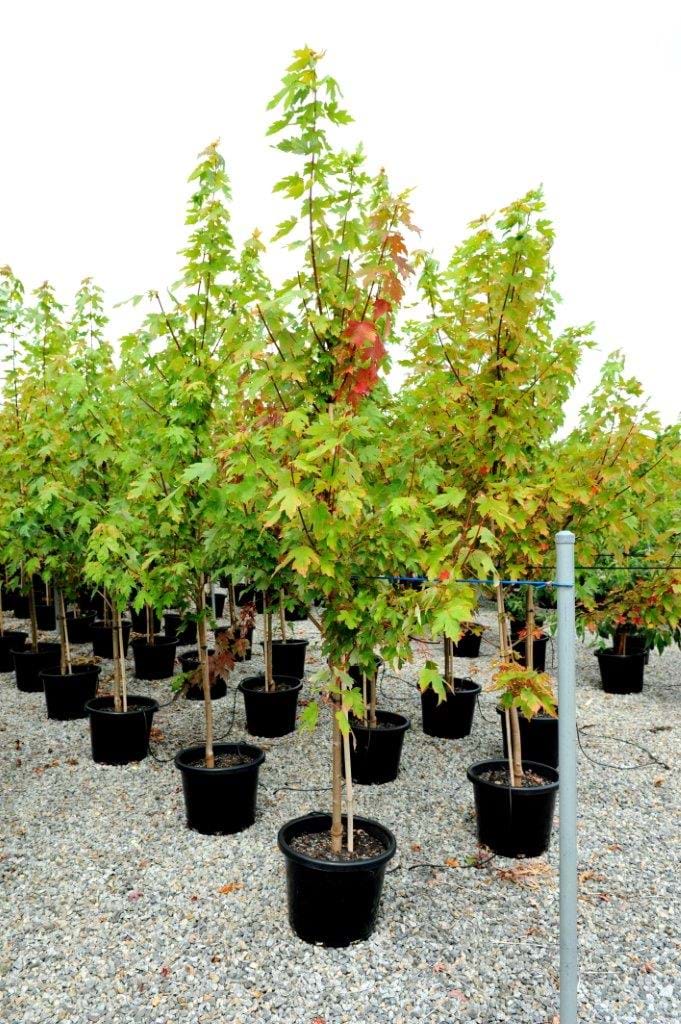 Acer Freemanii Jeffersred,Autumn Blaze