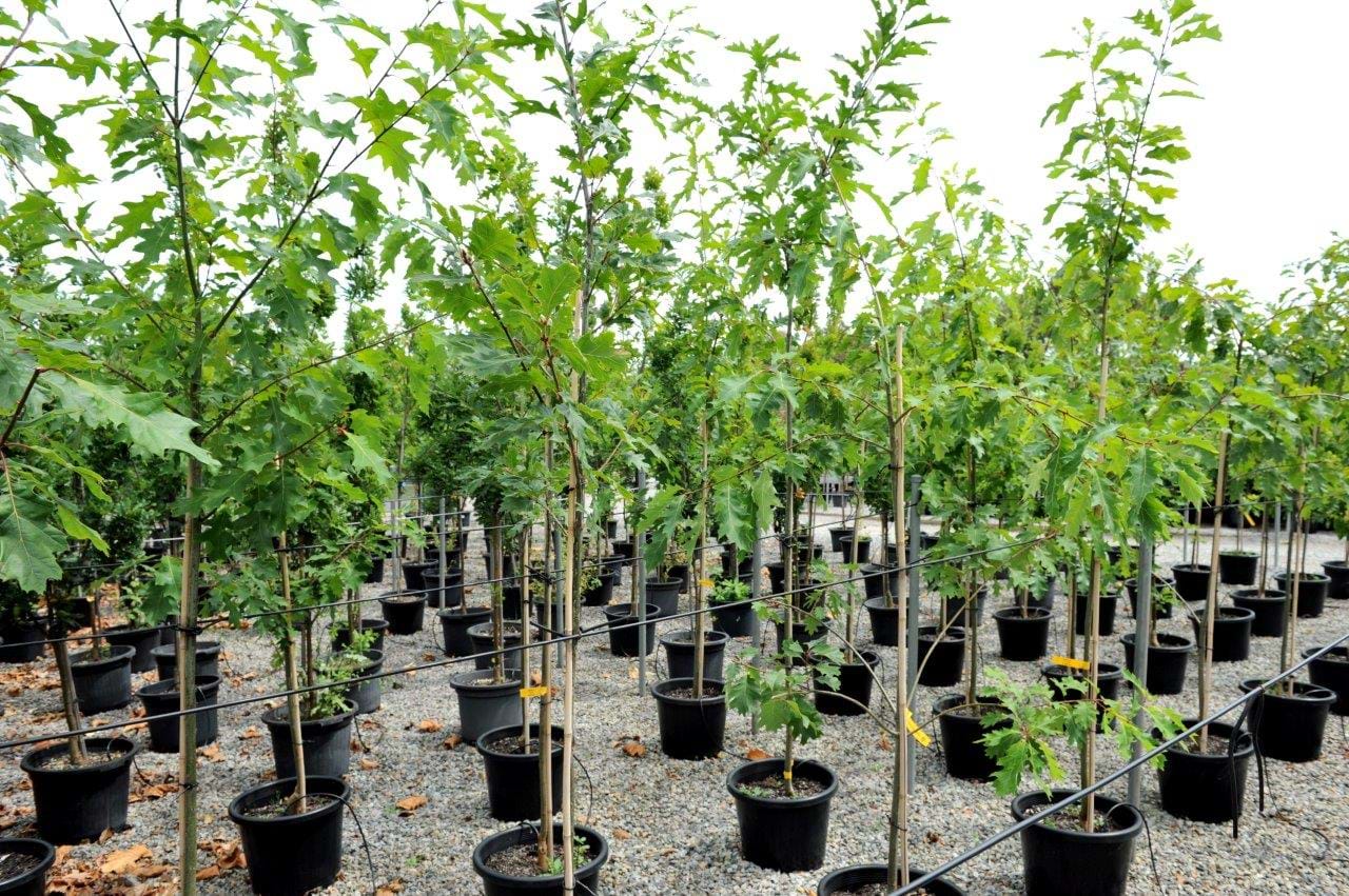 Quercus Coccinea,Scarlet Oak