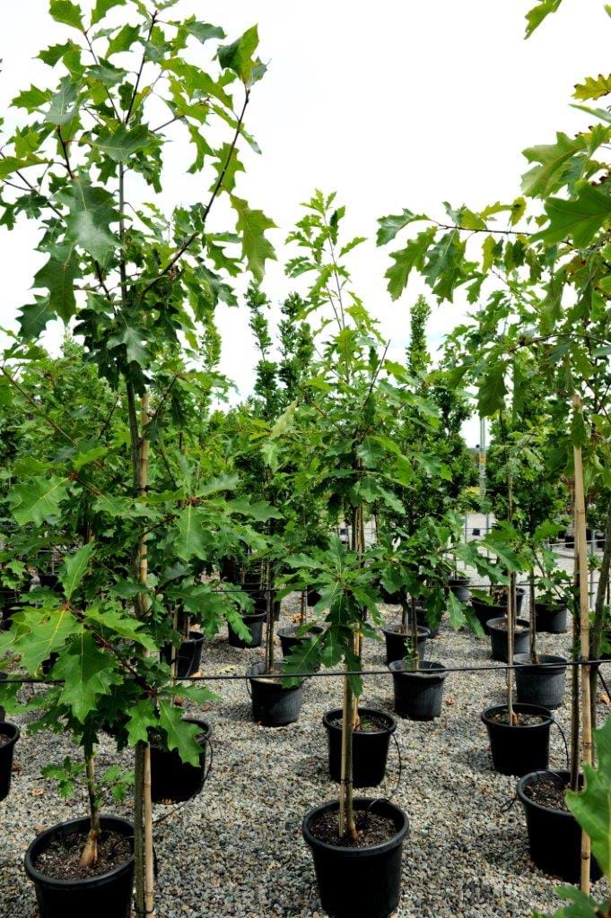 Quercus Palustris,Pin Oak