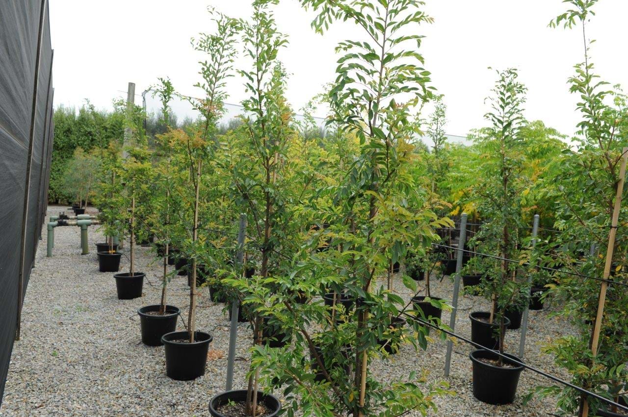 Ulmus Parvifolia,Murrays Form,Lace Bark Elm