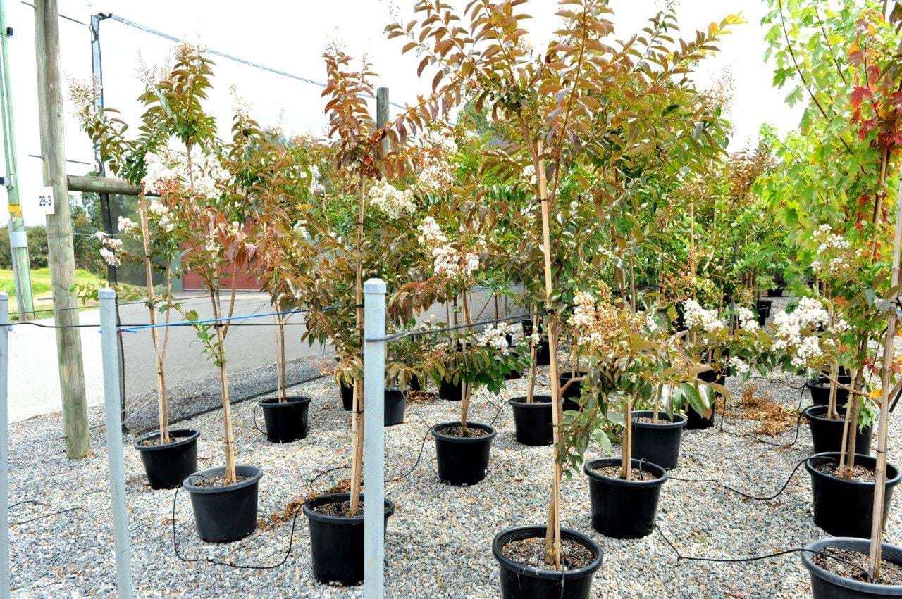 Lagerstroemia natchez,White Crepe Myrtle