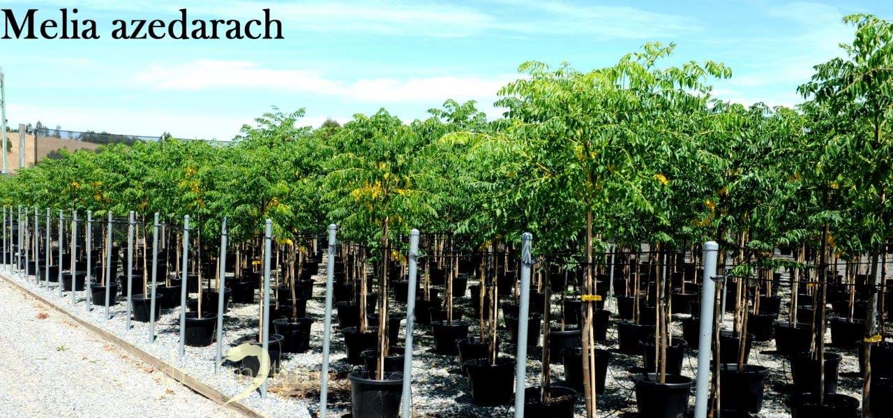 Melia Azedarach,Persian Lilac