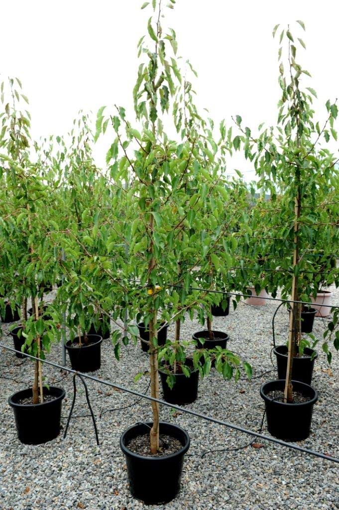 Pyrus Aristocrat,Calleryana