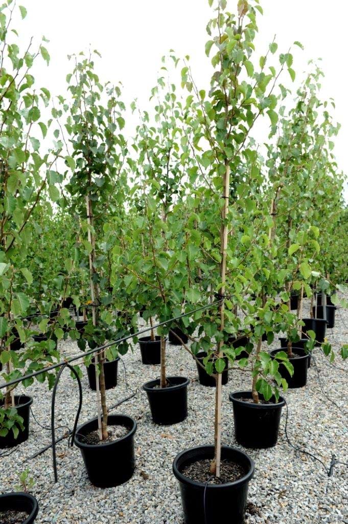 Pyrus Bradford,Bradford Pear