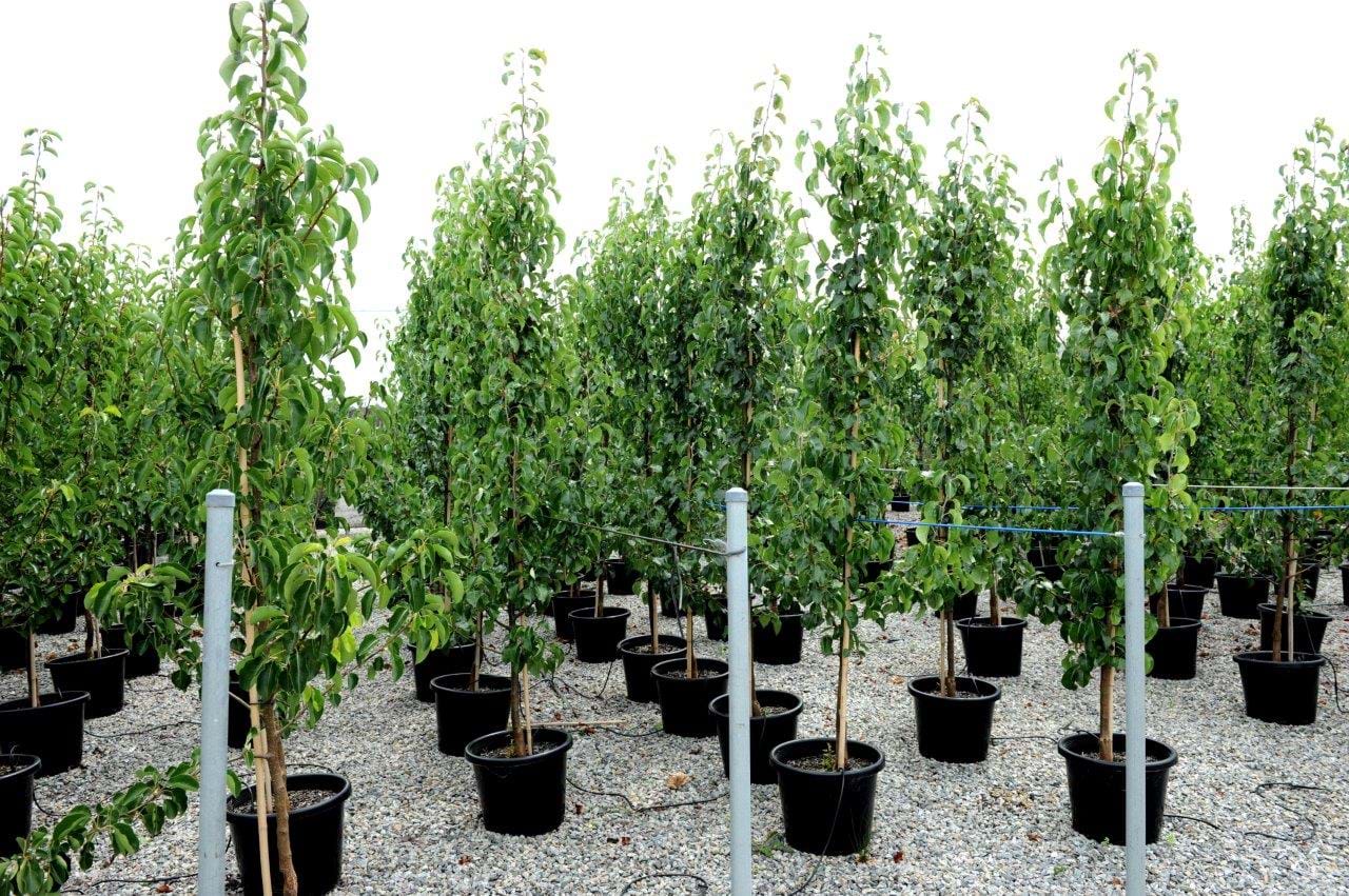 Pyrus Capital,Ornamental Pear