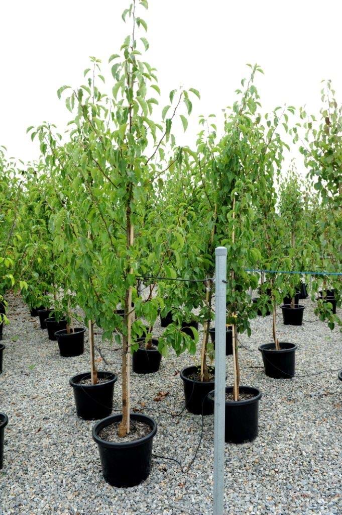 Pyrus Red Spire,Red Pear