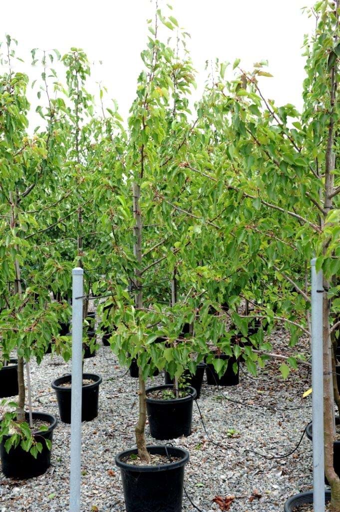 Pyrus Ussuriensis,Manchurian Pear