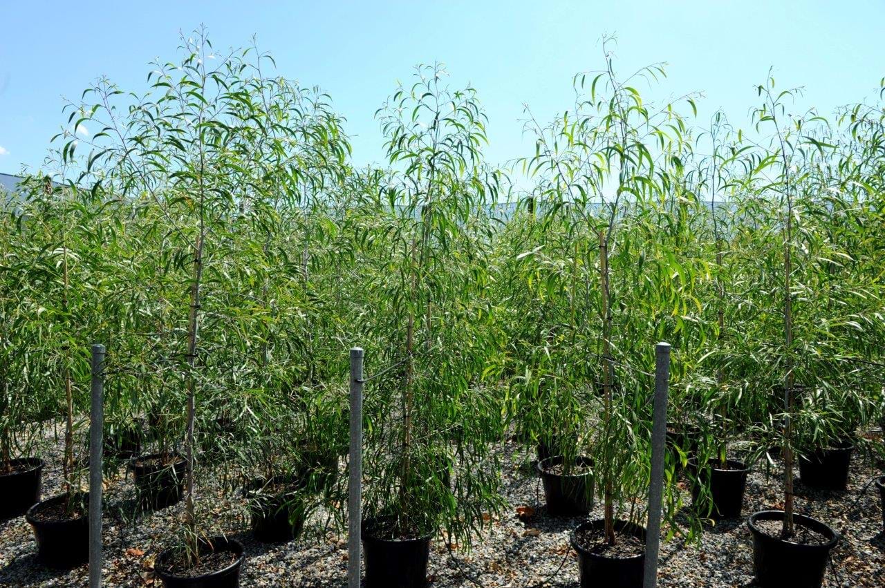 Acacia,Implexa,Lightwood