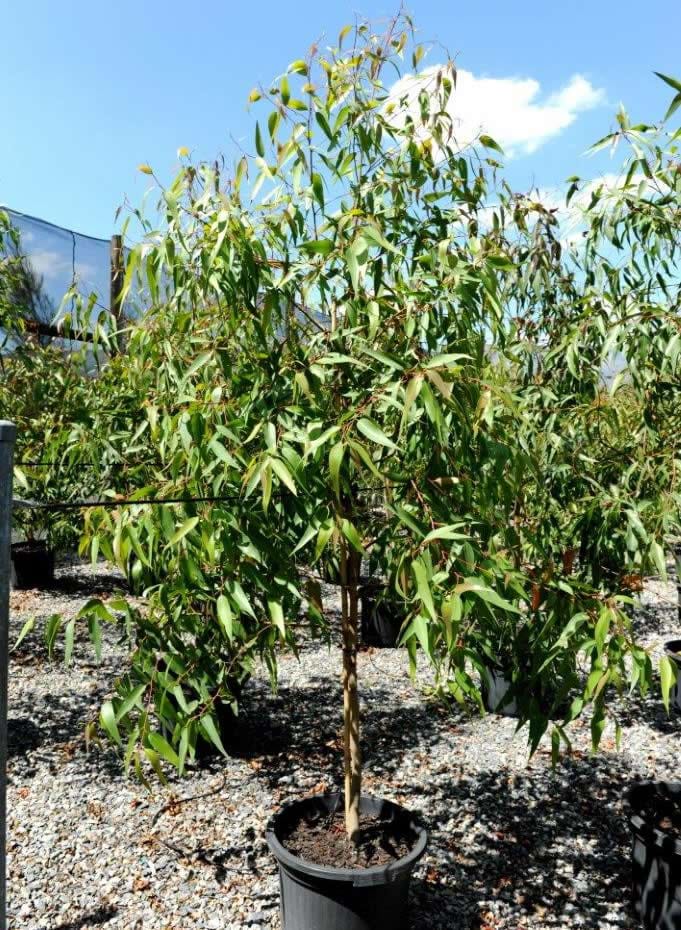 Corymbia Citriodora
Lemon Scented Gum
