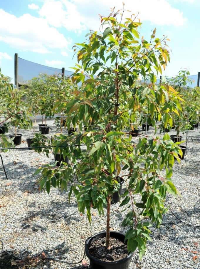 Corymbia Ficifolia
Red Flowering Gum