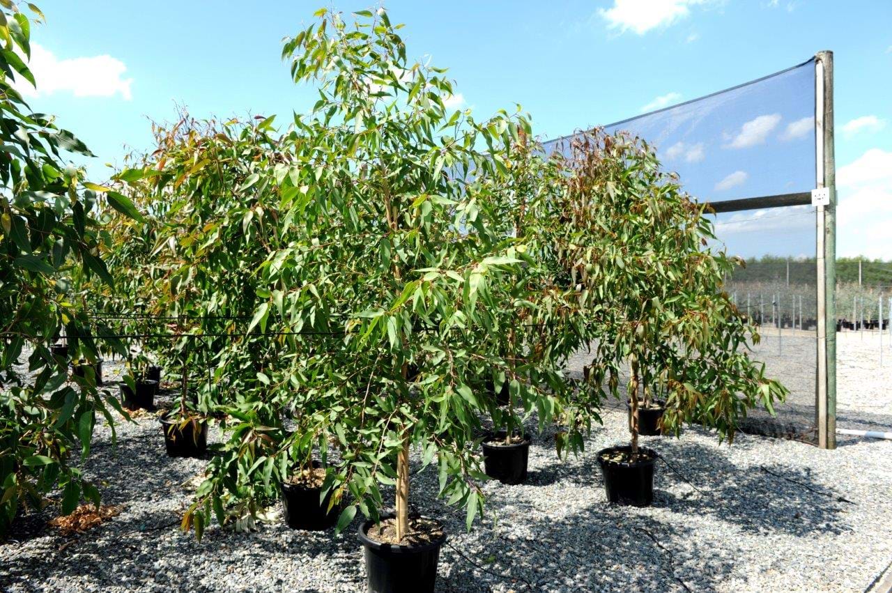 Corymbia Maculata
Spotted Gum