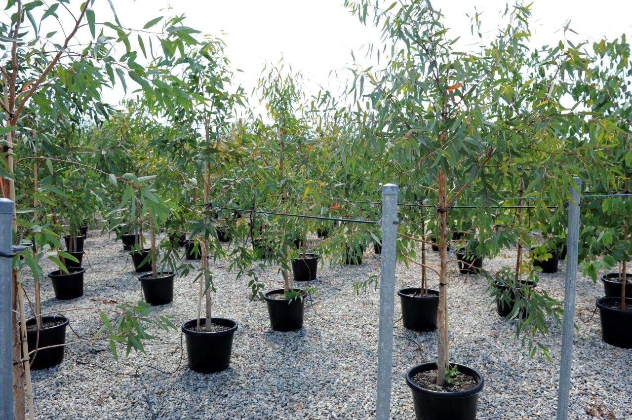 Eucalyptus Camaldulensis
River Red Gum