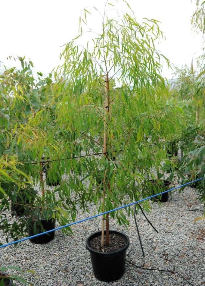 Eucalyptus Elata
River Peppermint