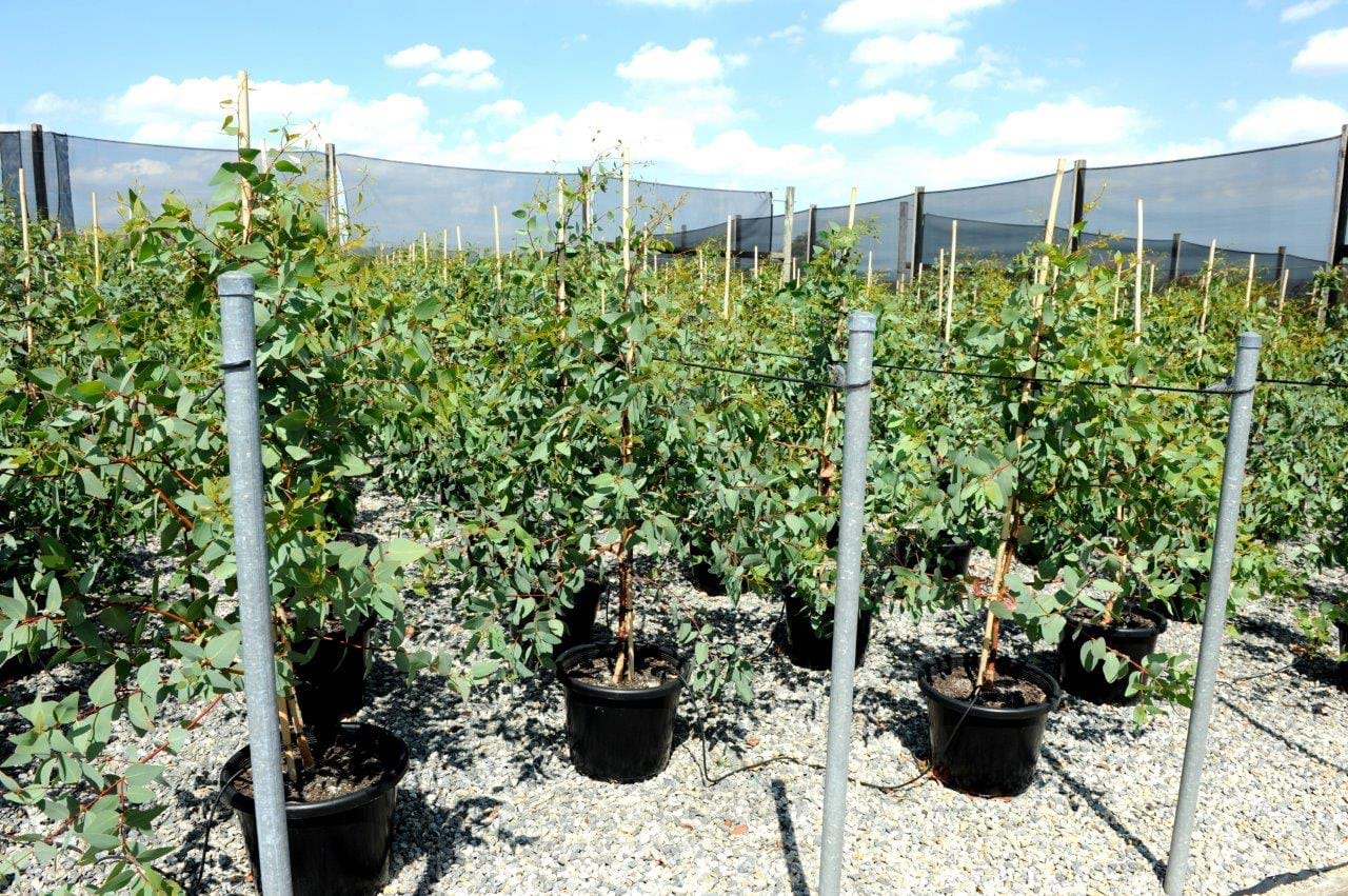 Eucalyptus Connata
Melbourne Yellow Gum