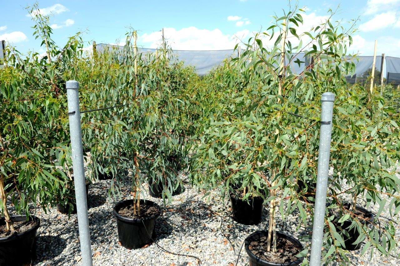 Eucalyptus Leucoxylon Rosea
Pink Flowering Gum
