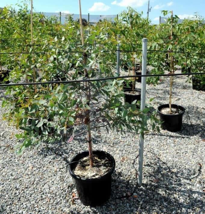 Eucalyptus Leucoxylon Dwarf
Deep Pink Flowering Gum