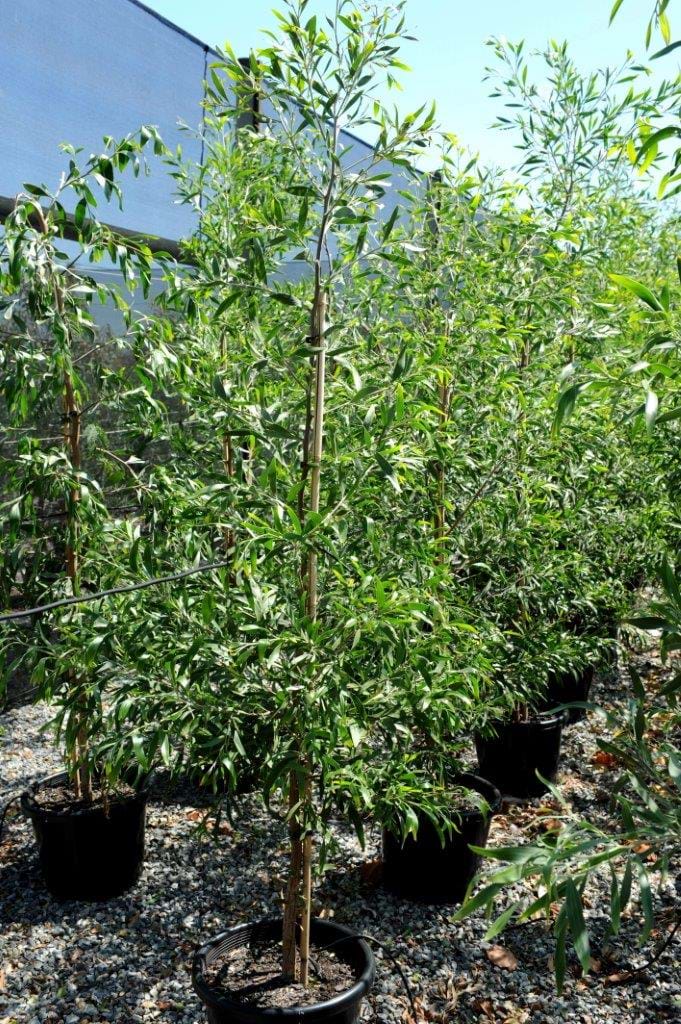 Acacia Melanoxylon
Blackwood