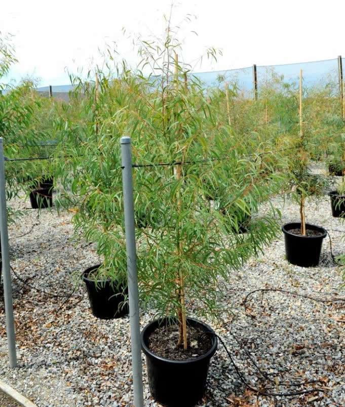 Eucalyptus Little Spotty,Dwarf Red Spotted Gum