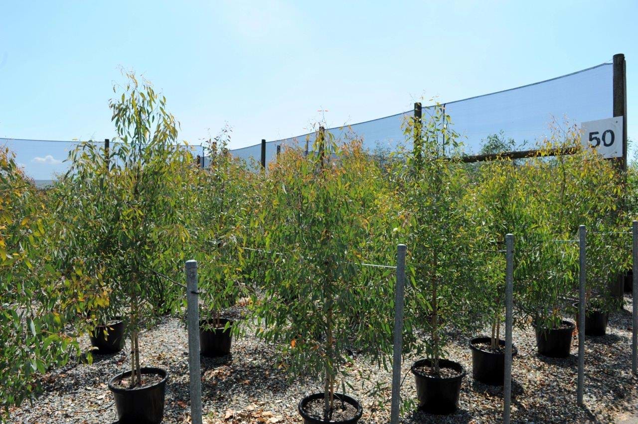 Eucalyptus Melliodora
Yellow Box