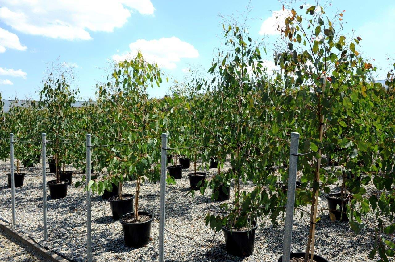 Eucalyptus Ovata
Swamp Gum