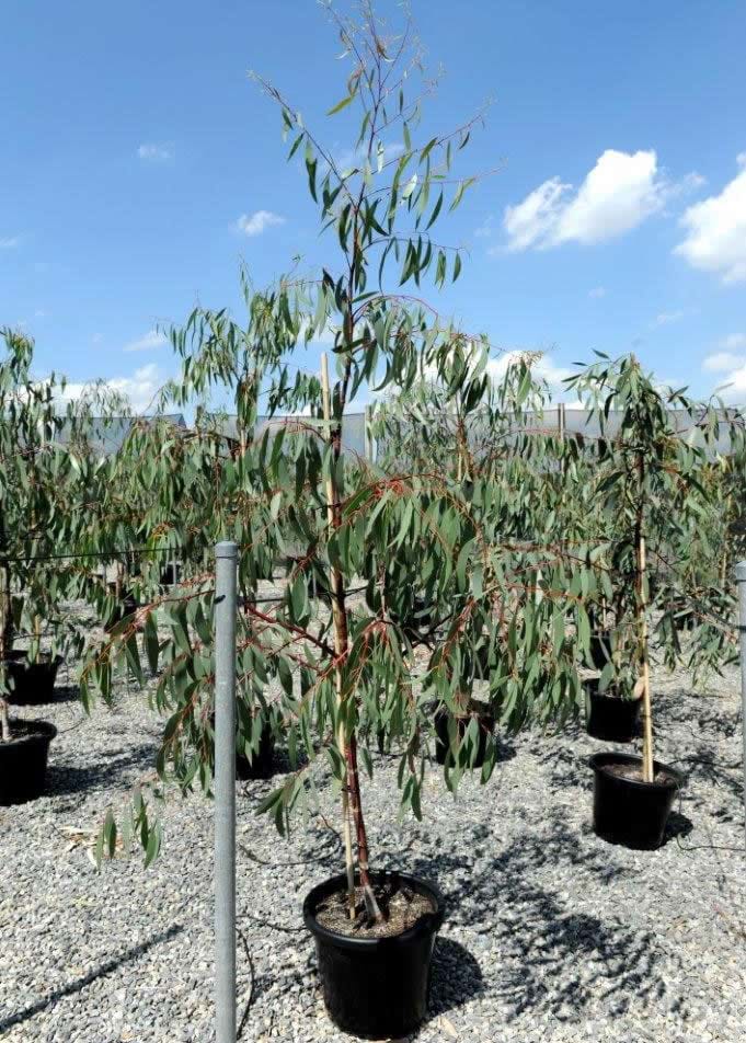 Eucalyptus Pauciflora
Snow Gum