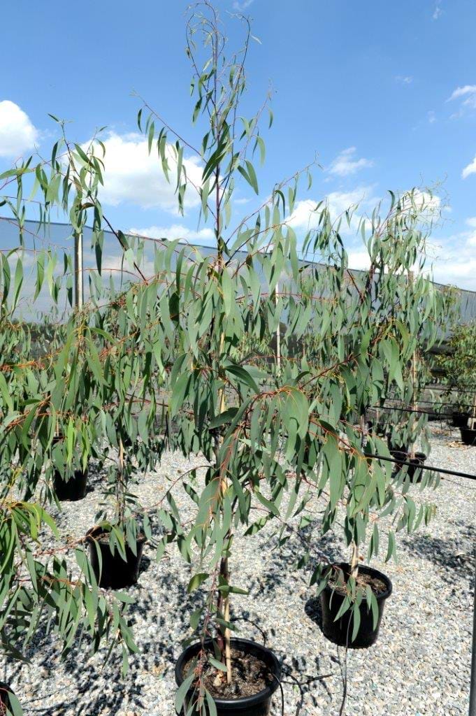 Eucalyptus Little Snowman
Dwarf Snow Gum