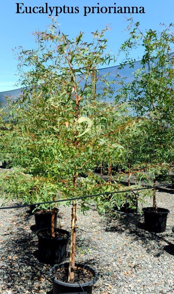 Eucalyptus Pryoriana,Manna Gum