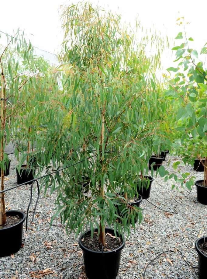 Eucalyptus Radiata,Grey Narrow Leaf Peppermint