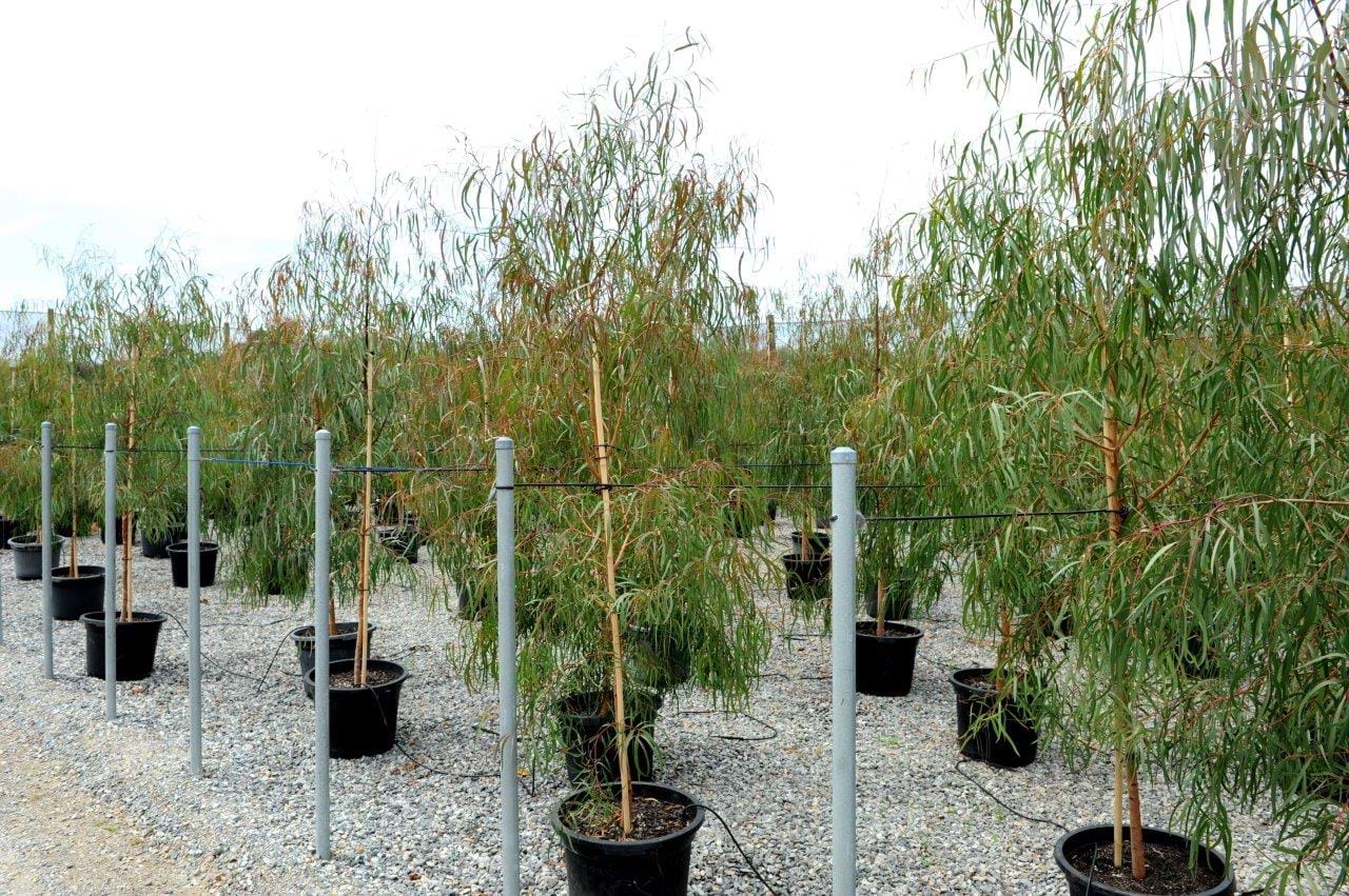 Eucalyptus Scoparia,Wallangarra White Gum