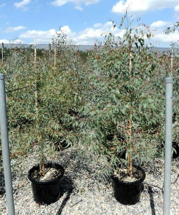 Eucalyptus Sideroxylon,Red Iron Bark