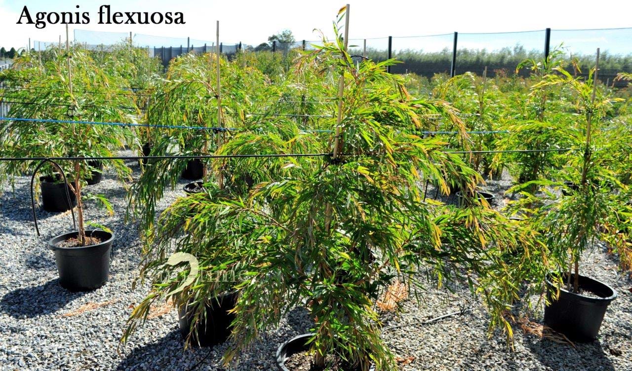 Agonis flexuosa
Willow Myrtle