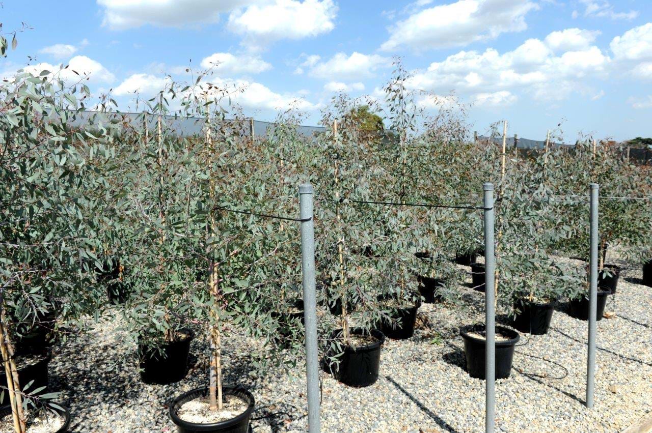 Eucalyptus Sideroxylon Rosea,Pink Iron Bark
