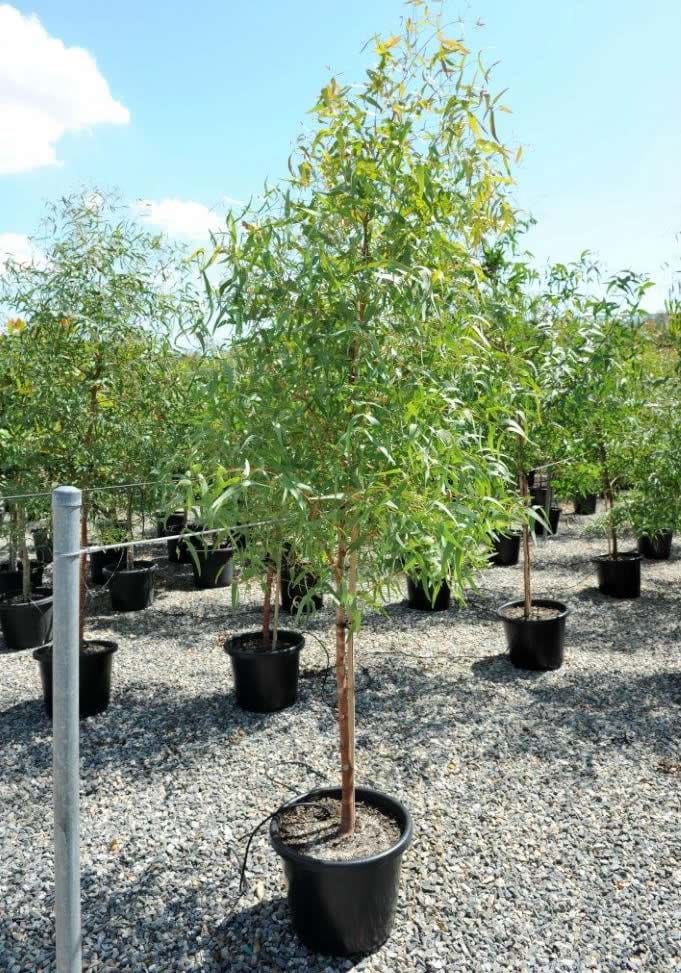 Eucalyptus Viminalis,Manna Gum