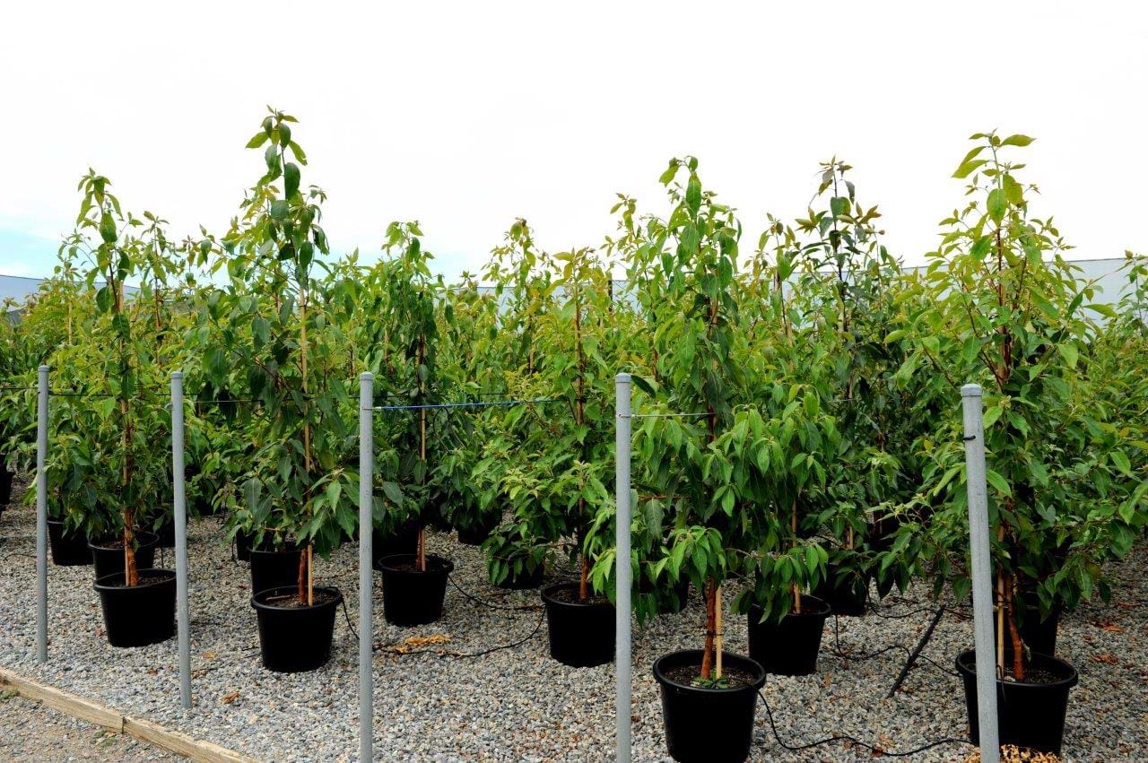 Lophostemon Confertus,Brush Box