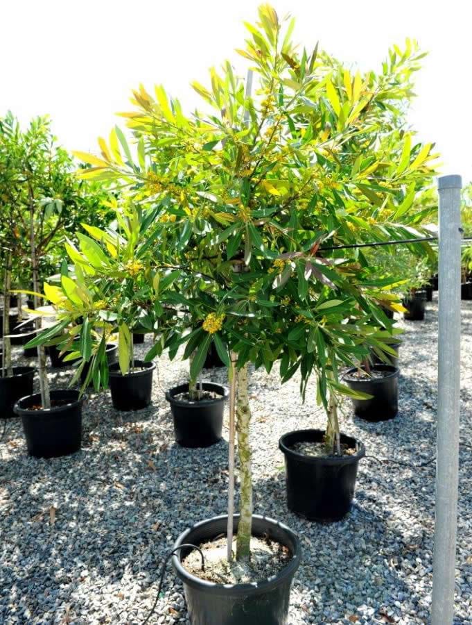 Tristaniopsis Laurina,Water Gum